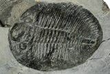 Ogygiocarella Trilobite With Cnemidopyge - Builth Wells, Wales #191317-1